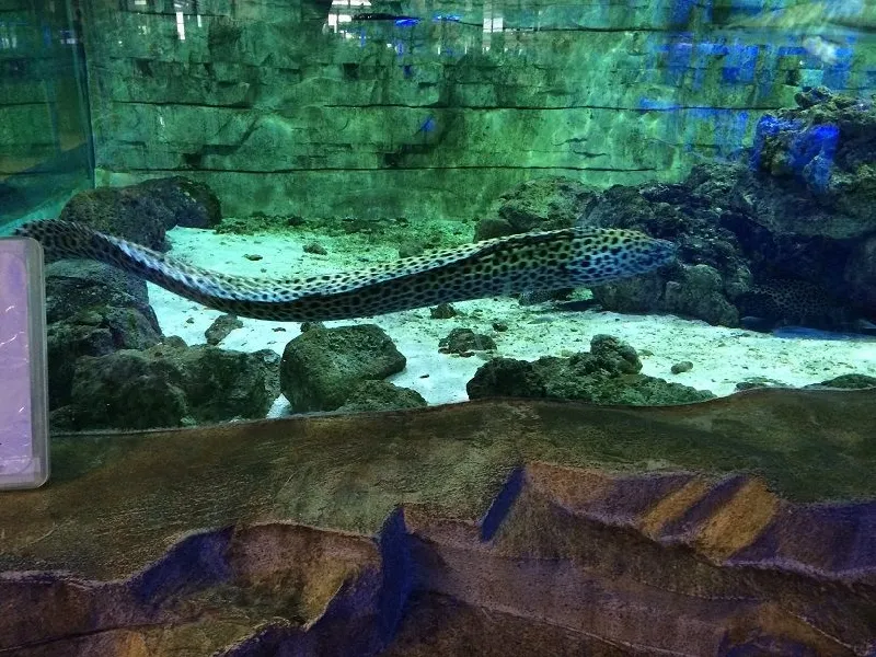 pianeta-rocce-rocce-artificiali (128)