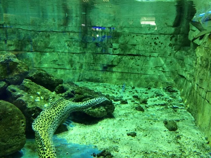 pianeta-rocce-rocce-artificiali (161)