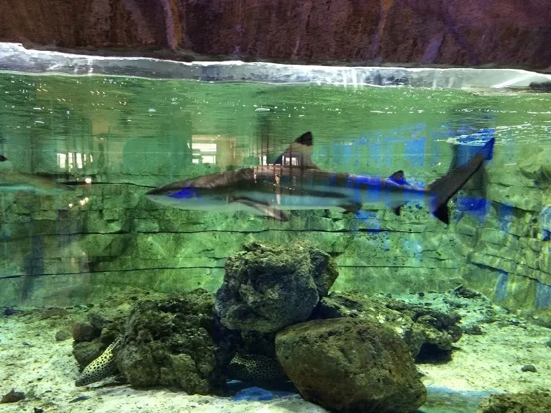 pianeta-rocce-rocce-artificiali (167)